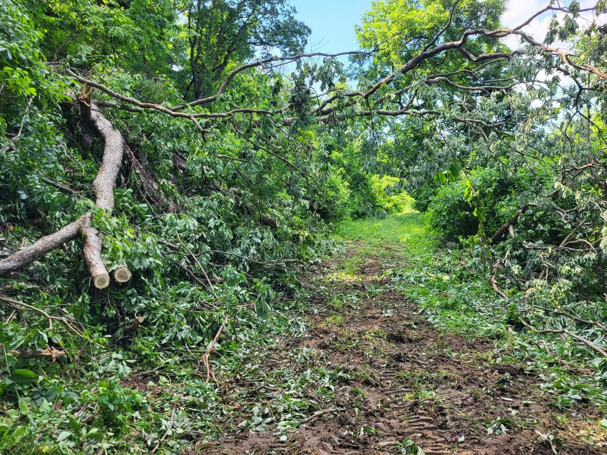 After: clean mulched hunting trail with drivable Ranger/UTV access