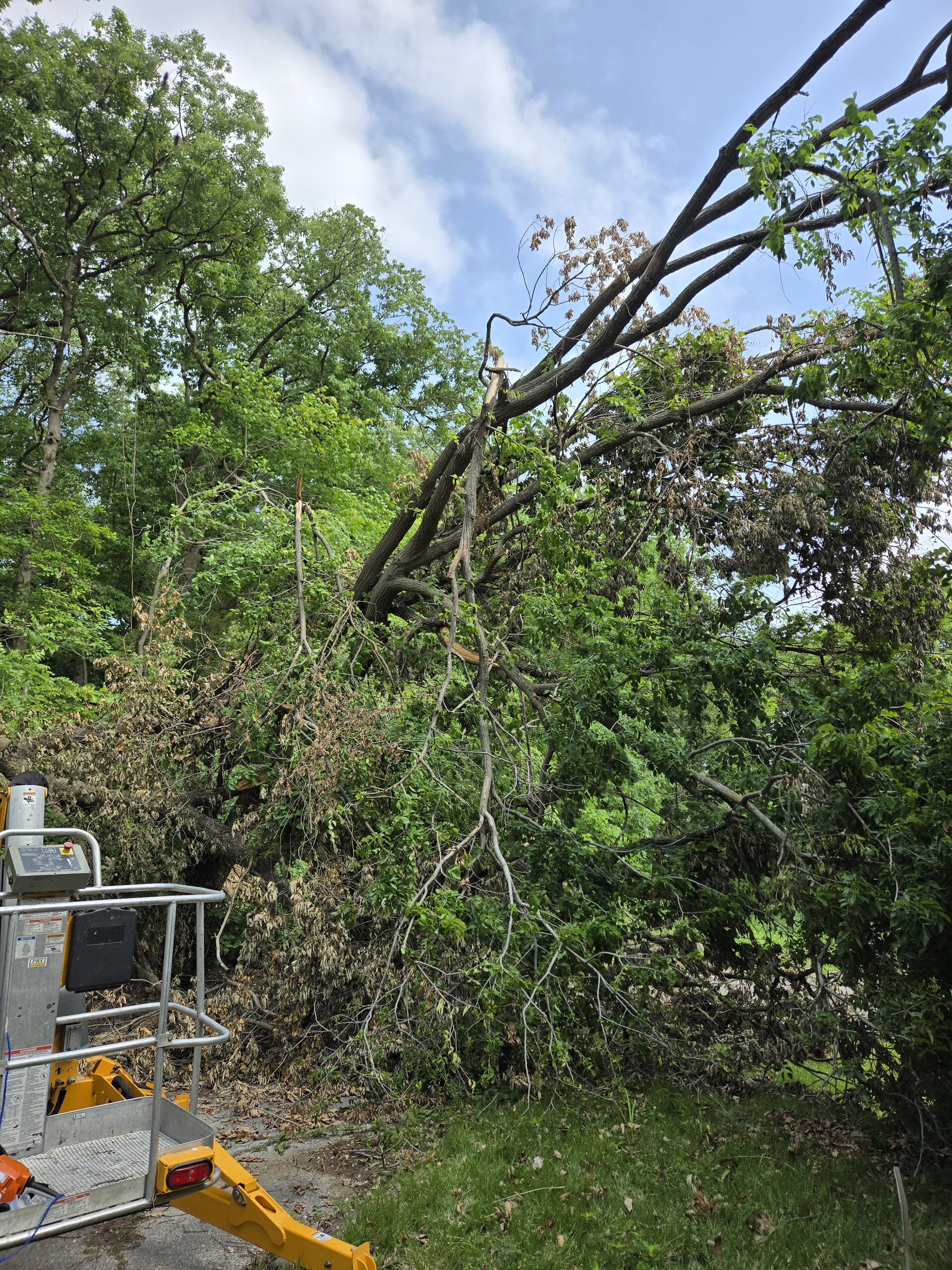 Aerial lift safely accessing and clearing high storm-damaged tree limbs in dense canopy — real on-site example of lift-assisted hazard tree work